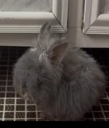 أرنب عمره 5 شهور لعوب