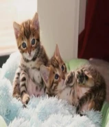 Very friendly and playful Bengal Kittens (Male and female) looking for a new home .