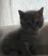 للبيع كيتن برتش شورت هير