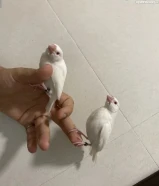 جاوا ربوه انتاج الكويت