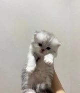 للبيع قطط كتنز عمرهم شهر ونص