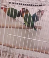 للبيع زوج فشر زوج لوف بيرد و زوج باجي و زوج كروان