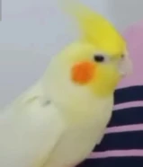 كروان للبيع اقرء الوصف مهم