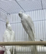 للبيع زوج كروان البينو