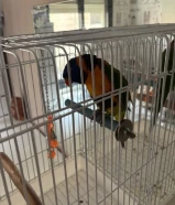 طير لوري يتكلم