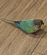 نوادر تحتهم بيض اقرا الإعلان كامل والأسعار نهائية