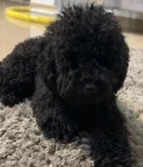 للبيع كلب بودل العمر 7 شهور مطعم كامل تطعيماته ومع كامل اغراضه