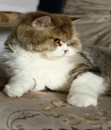 •عرض خاص لهذا الأسبوع فقط *