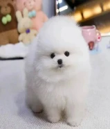 Pomeranian puppies available