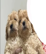 للبيع تي كب بودل نثايا