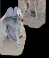 للبيع سلوقي طيب