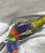 للبيع لوري فل ربوه