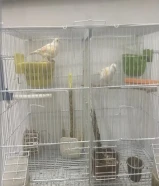 للبيع أو للبدل جوز كناري شرط لإنتاج منتجين مرتين عندي