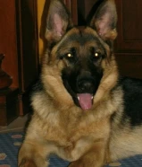 مطلوب كلب للتبني