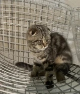 قطو سكوتش فولد