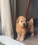 كلب بودل عمره شهرين