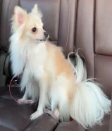 للبيع بومرينان