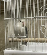 ببغاء الفيشر ذكر صحته ممتازه مع قفصه وأكله