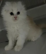 للبيع كيتن سكوتش فولد