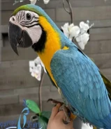 Macaw for sale