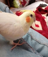 طير كروان انثى للبيع الوصف مهم!!! شرط الصحة والنظافة وانت شيك عليها قبل لا تشتري