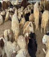 ذبايح شفالي