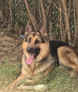 ذكر جيرمن شبرد للتزاوج