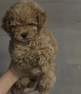 كلب توي بودل انثى بيور