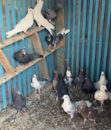 للبيع طيور لوت