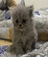 كتن للبيع مع امهم او بدون