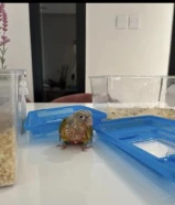 فرخ الكروان عمره شهرين نهاية عس وفرخ الكنيور باينبل ردفاكتور عمره شهر وشوي