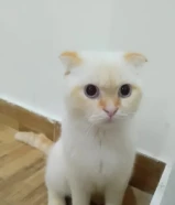 KWDسكوتش فولد بيور