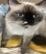 Siamese longhair mixed cat،قط سيامي طويل الشعر مختلط