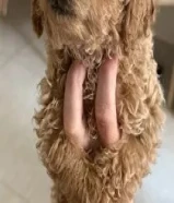 300 KWDللبيع كلب بودل هاديه جدا ومناسبه مع