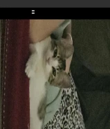 قطه عمرها اربع شهور تعرضت لحادث وتم علاجها بالكامل لعوبه وجميله أنثى ابحث عن احد مهتم لتبنيها