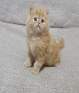 كيتن برتش وكيتن مون فيس