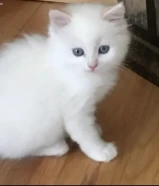 مطلوب قطه عمرها من شهر الى ثلاث اشهر كل اللوان عادي بس قطوة بيت