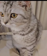 قطة طالبة تزاوج