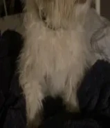 للبيع ذكر مالتيز تطعيماته كامه أليف وهادي مايوضح مكانه دفتر التطعيمات موجود