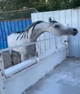 للبيع حصان مصري