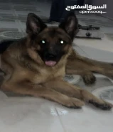 جيرمن شوبارد العمر سنة ونص ذكر