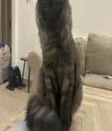 للتبني ماين كون مهجن
