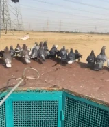 حمام لوت شي مرتب