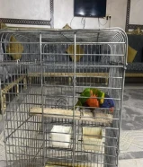 بغبغاء لوري للبيع ربوه