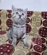 للبيع كيتن سكوتش متطعم مع كل أغراضه عمر شهرين