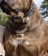 مطلوب كلب ذكر او نثيه لتبني