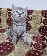 للبيع كيتن سكوتش متطعم مع كل أغراضه عمر شهرين