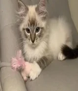 Ragdoll kittens available for adoption