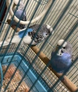 ثلاثه باجي قابل للتبديل بروز اوكروان قابل للتفاوض