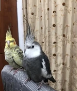 Two completely hand tamed cocktai